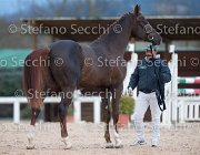 Appio Claudio Tosc Tour2013- S5 1596 : Appio Claudio, Arezzo, Cavalli d'Italia, Toscana Tour 2013, foto di Stefano Secchi ©
